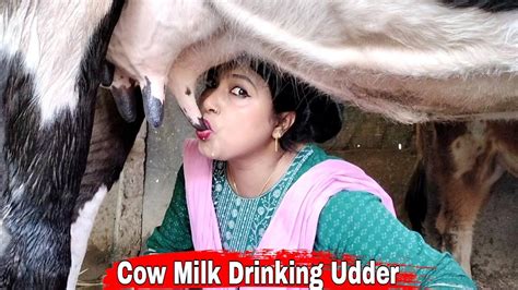 rajahenta|xxx cow video .
